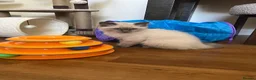 Ragdoll cats for sale: Male Ragdoll kitten in Mansfield - Advert 2