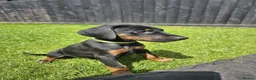 Dobermann dogs for sale: ☆☆Ready to leave Today  Black Doberman Puppies☆☆ - Advert 25