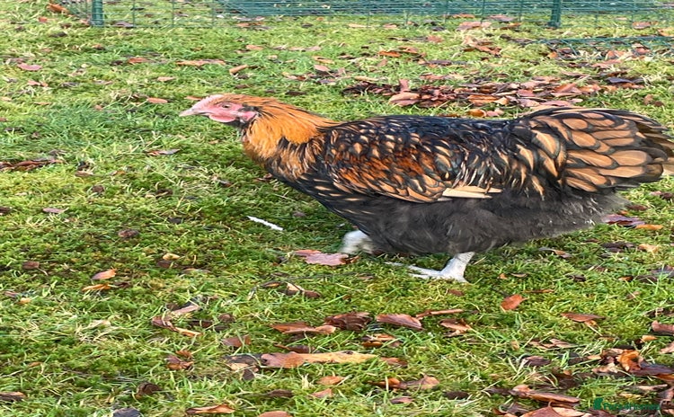 Chickens poultry Gold laced Orpington Roo - Advert 6
