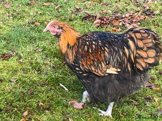 Chickens poultry Gold laced Orpington Roo - Advert 11