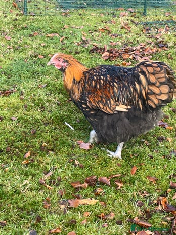 Chickens poultry Gold laced Orpington Roo - Advert 6