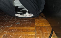 Mixed Breed cats for sale: Chocolate chip and Oreo in Enfield - Image 9