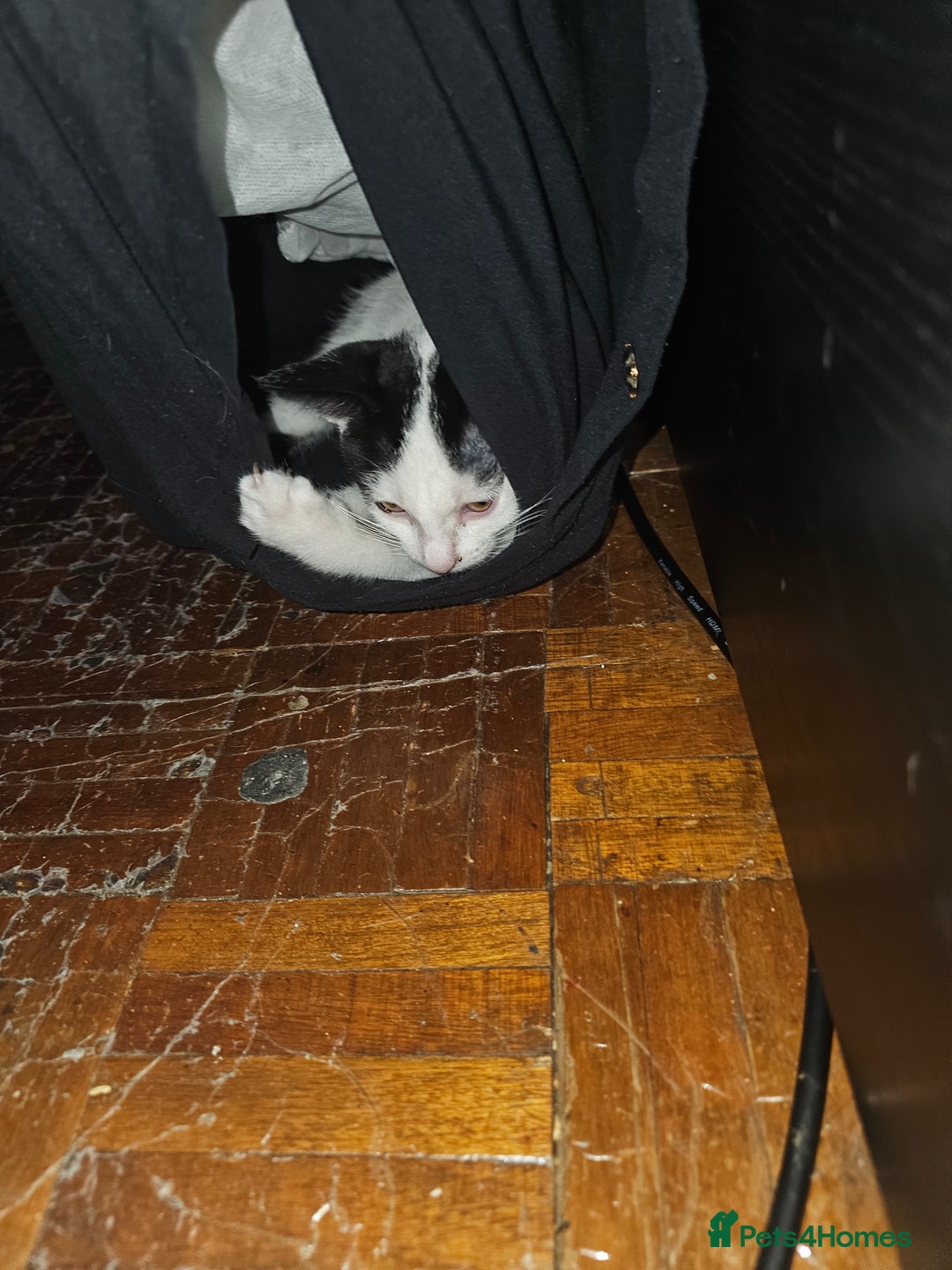 Mixed Breed cats for sale: Chocolate chip and Oreo in Enfield - Image 9
