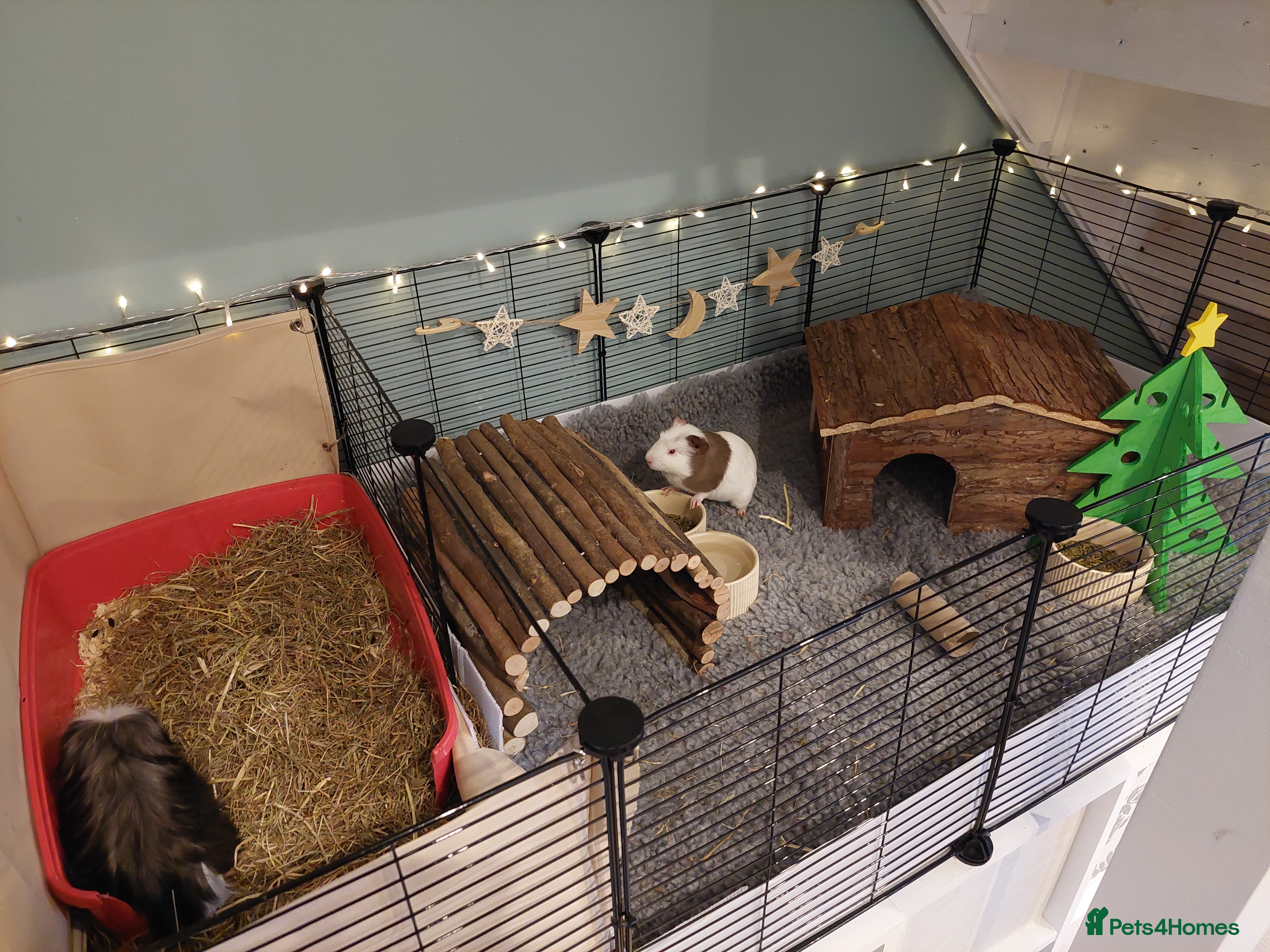 Guinea Pig rodents 2 x female guinea pigs and set up - Advert 1