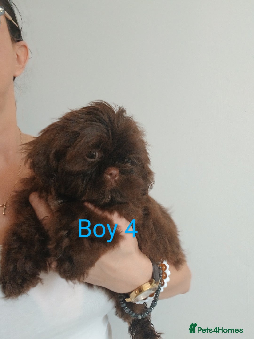 Shih Tzu dogs for sale: LOVELY imperial Shih Tzu for sale - Image 7