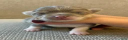 Chihuahua dogs for sale: Exceptional Litter,  Lilac Long-Haired Chihuahuas  in Washington - Advert 7