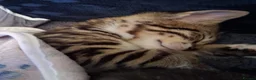 Bengal cats for sale: Bengal / tabby brother sister 7 mths old in Ramsgate - Advert 11
