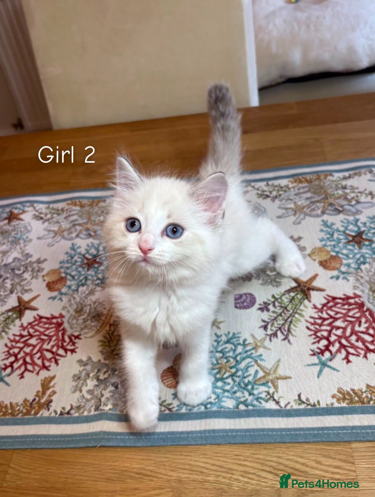 Ragdoll cats Ragdoll X kittens - Advert 1