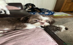 Shih Tzu dogs for sale: Shih tzu girl  - Image 7