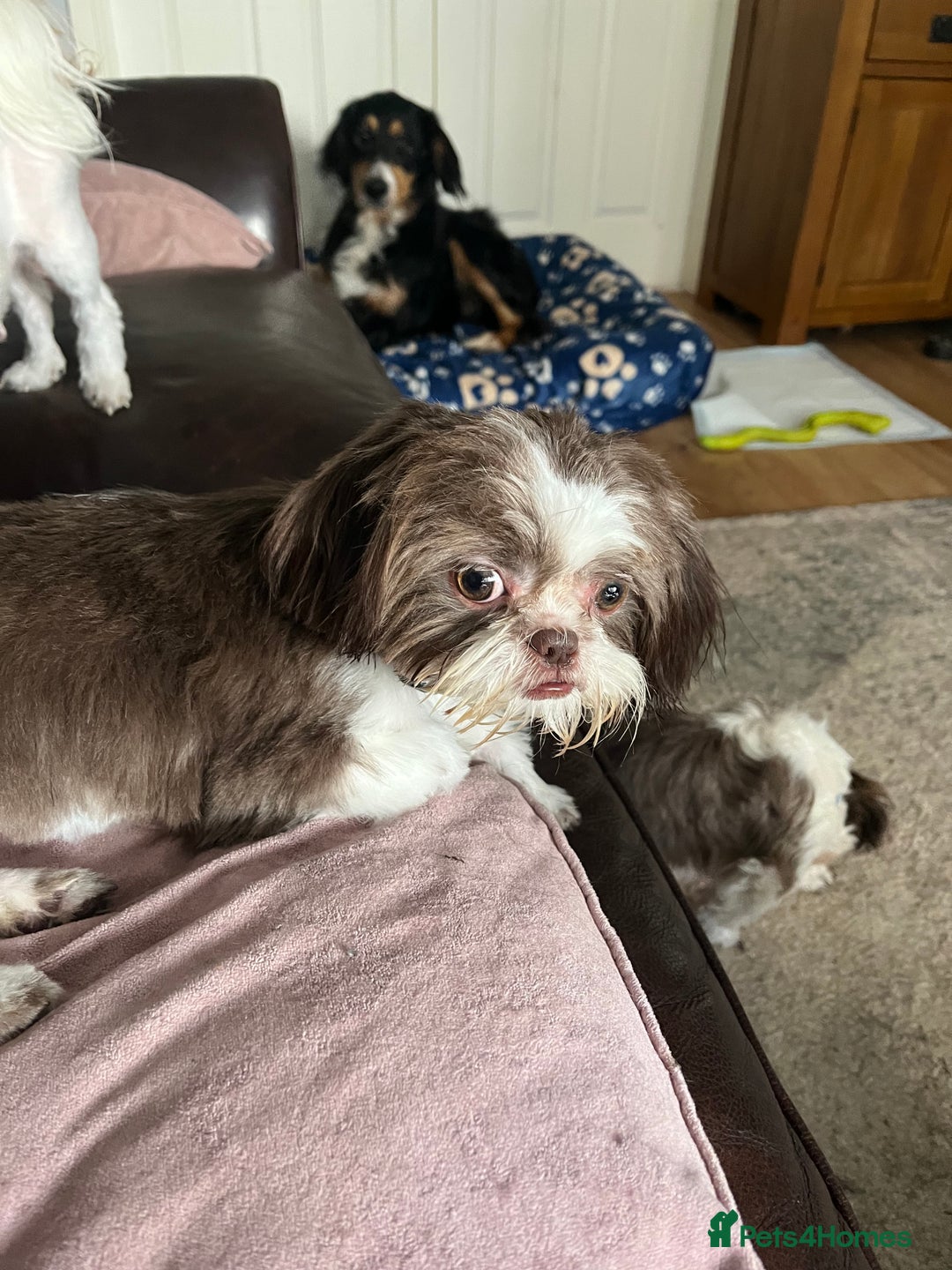 Shih Tzu dogs for sale: Shih tzu girl  - Image 7
