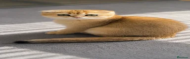Scottish Fold Kitten 1
