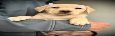 Labrador Retriever Puppy 1
