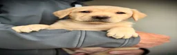 Labrador Retriever dogs for sale: KC REGISTERED LABRADOR PUPPIES - Advert 1