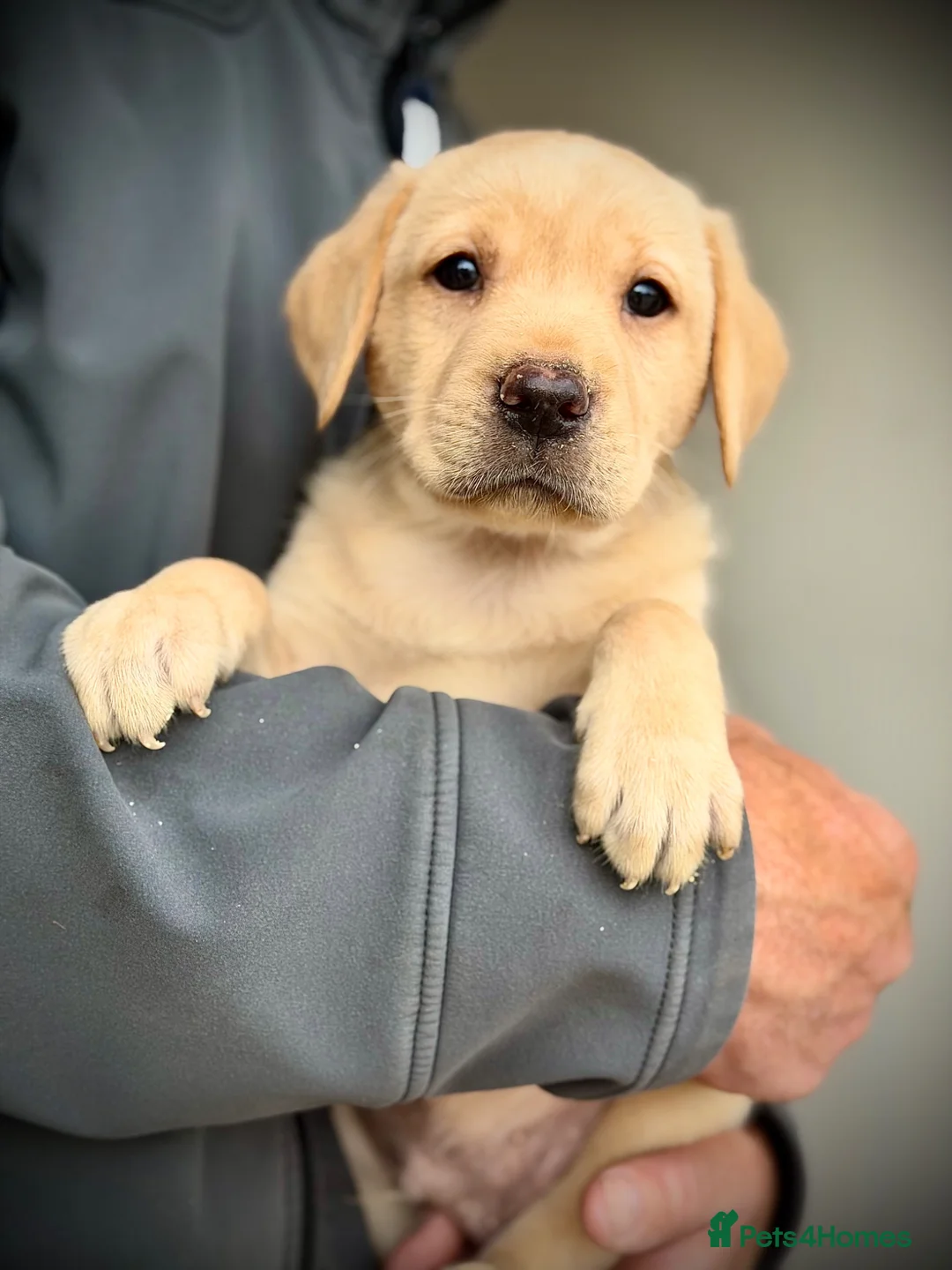 Labrador Retriever dogs for sale: KC REGISTERED LABRADOR PUPPIES - Advert 1