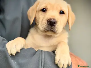 Labrador Retriever dogs KC REGISTERED LABRADOR PUPPIES - Advert 2