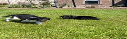 Mixed Breed dogs for sale: Sprollie puppies  - Advert 3