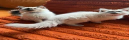 Ragdoll cats for sale: Stunning Ragdoll kittens  - Advert 10