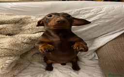 Miniature Dachshund dogs for sale: Blue needs new home  - Image 5