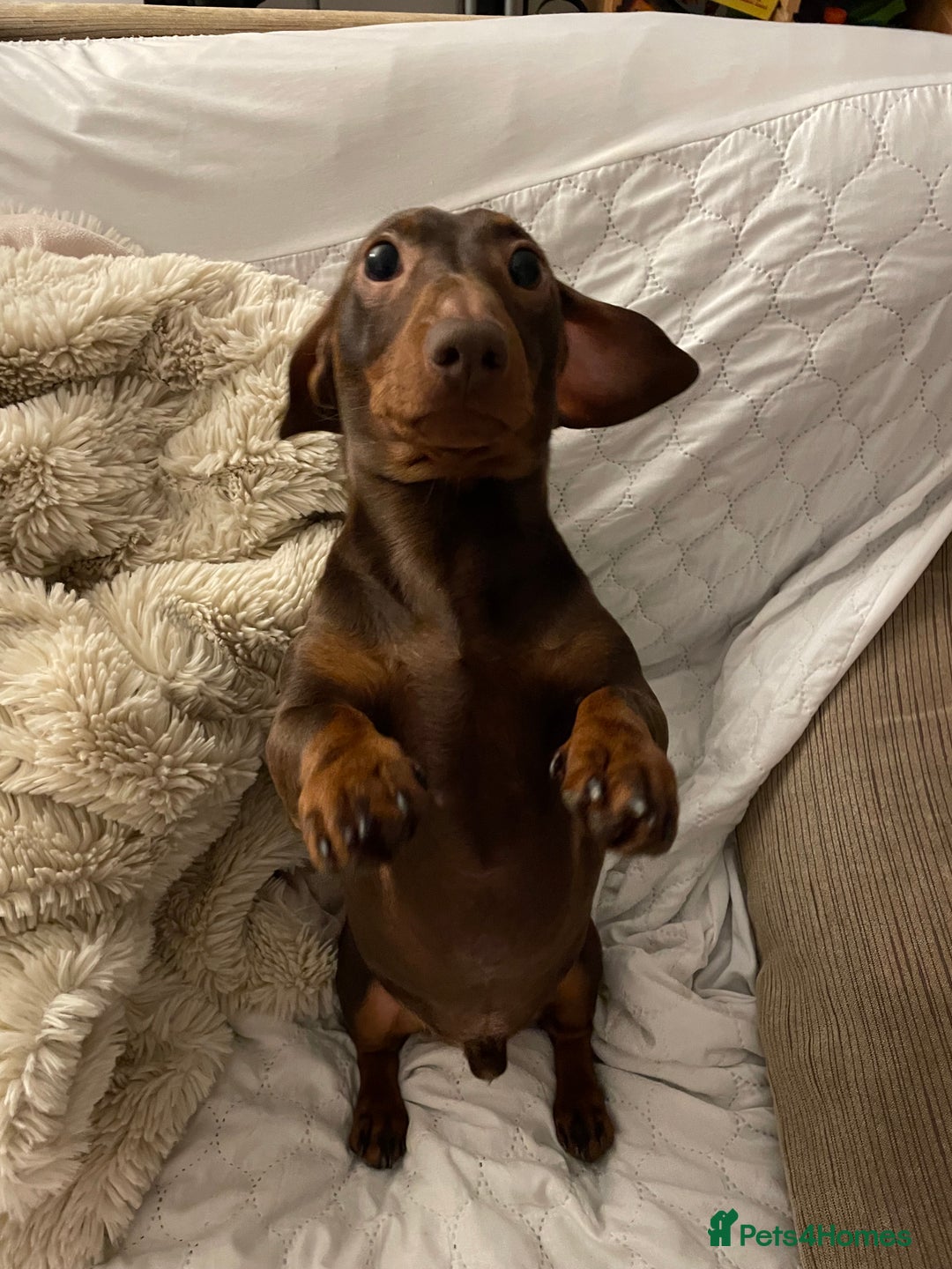 Miniature Dachshund dogs for sale: Blue needs new home  - Image 5