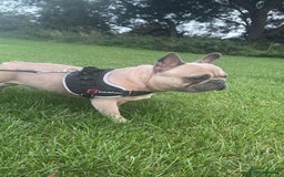 French Bulldog dogs for sale: Hugo. Male French Bulldog - Image 3