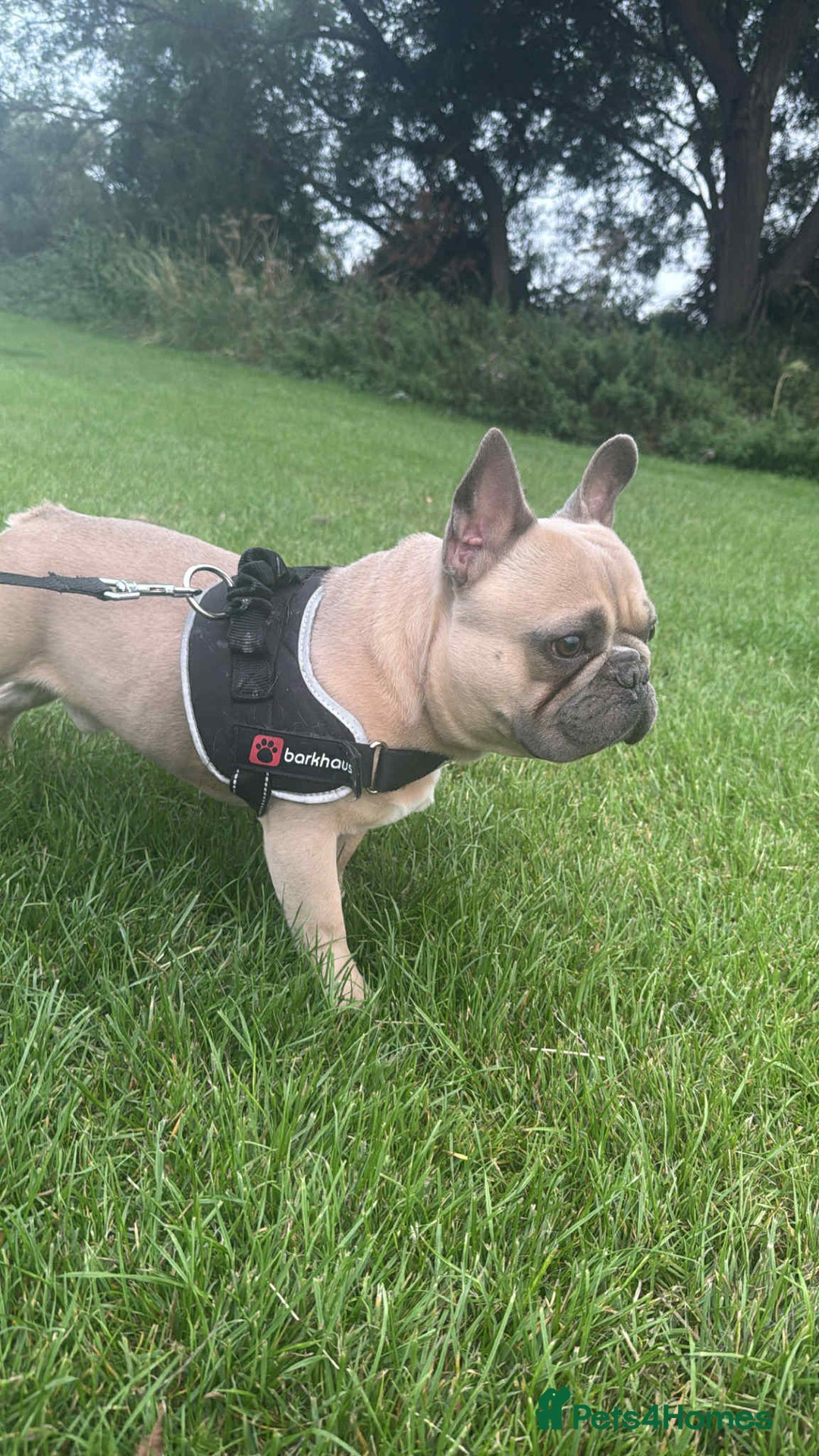 French Bulldog dogs for sale: Hugo. Male French Bulldog - Image 3