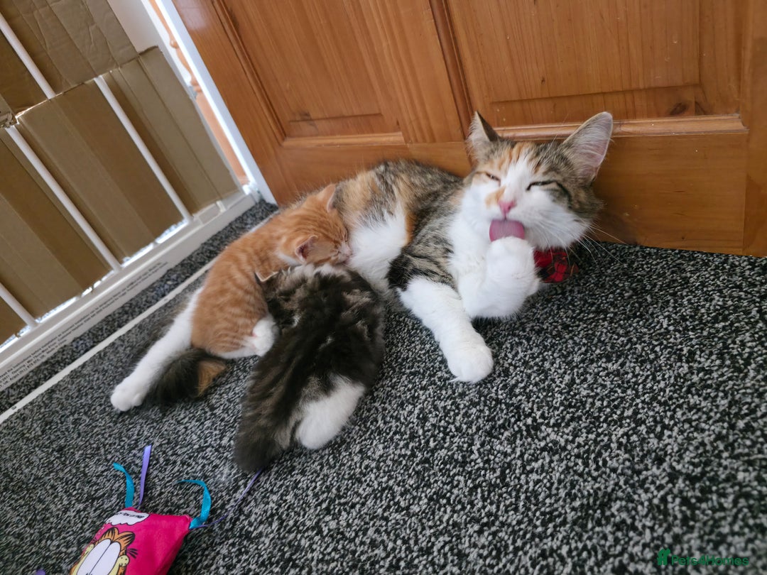 Mixed Breed cats for sale: Kittens available end of august 2 boys 1 girl - Image 4