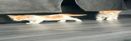 Mixed Breed cats for sale: 2 x ginger boys  - Advert 8