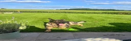 German Shepherd dogs for sale: German shepherd- female 6 years old in Ashbourne - Advert 2