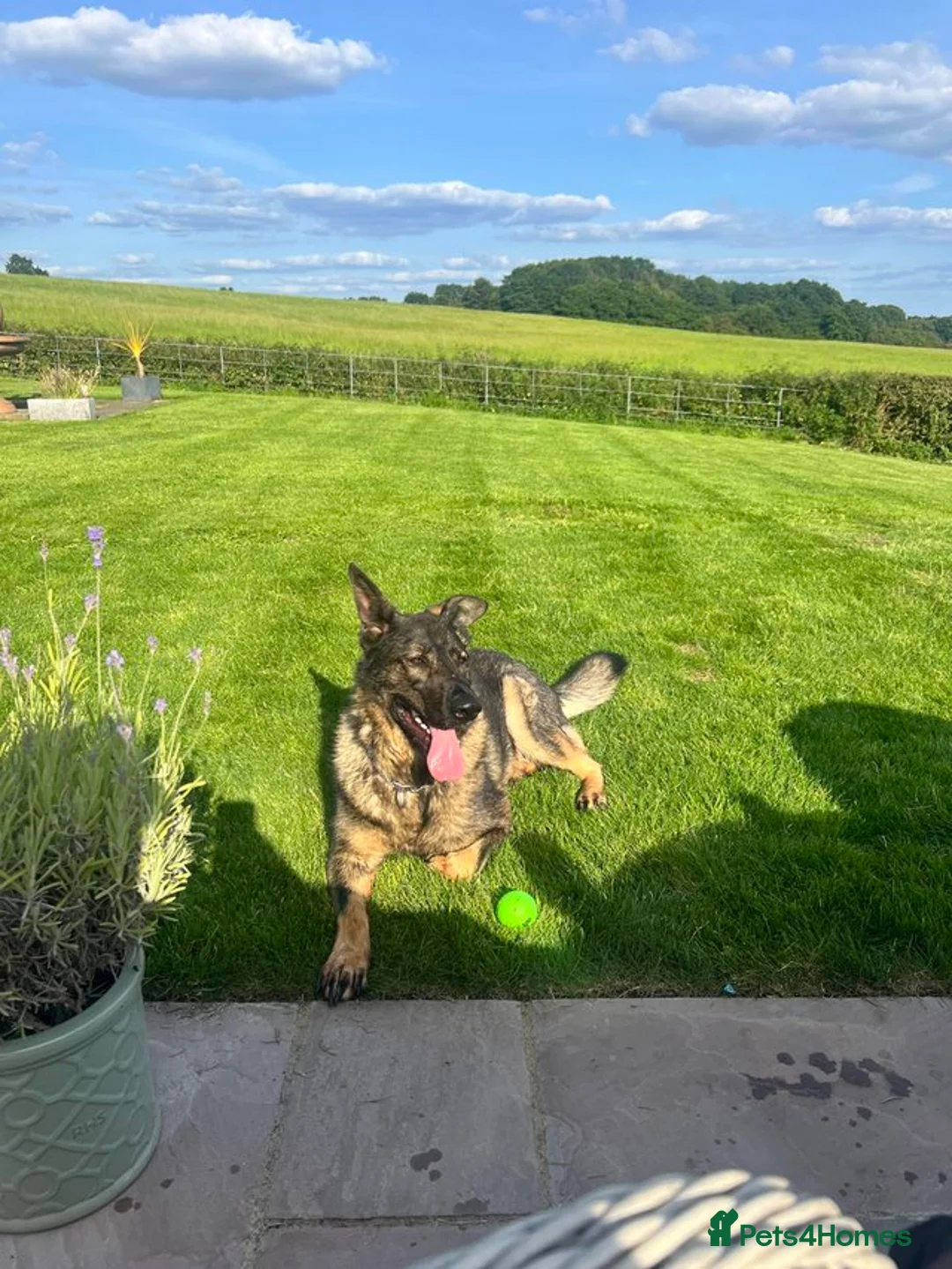 German Shepherd dogs for sale: German shepherd- female 6 years old in Ashbourne - Advert 2
