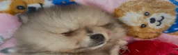 Pomeranian dogs for sale: 3 beautiful puppies Pomeranian  - Advert 2