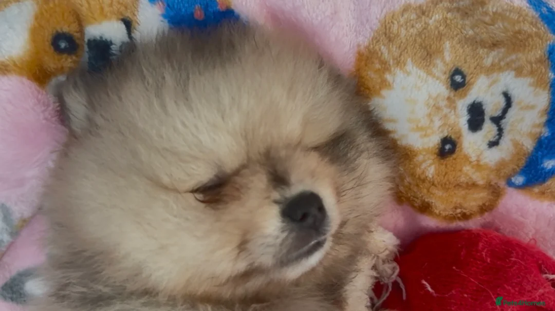 Pomeranian dogs for sale: 3 beautiful puppies Pomeranian  - Advert 2