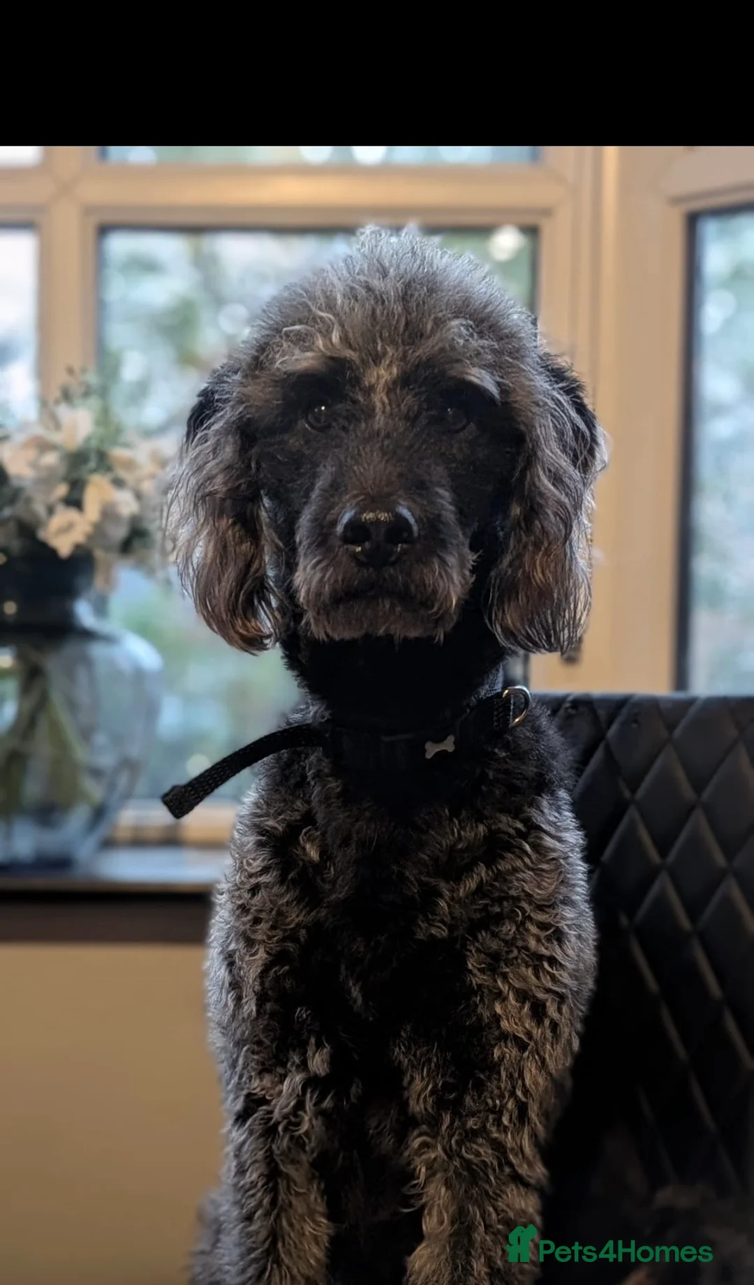 Labradoodle dogs for sale: Labradoodle rehome - Advert 1