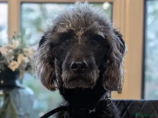 Labradoodle dogs Labradoodle rehome - Advert 1