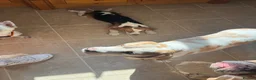Beagle dogs for sale: Champion sired beagles KC reg & DNA health tested - Advert 7
