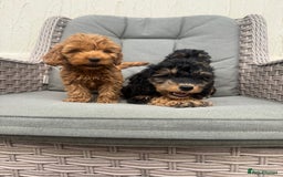 Cockapoo dogs for sale: F1 pra clear Cockapoos (council licensed breeder) - Image 16