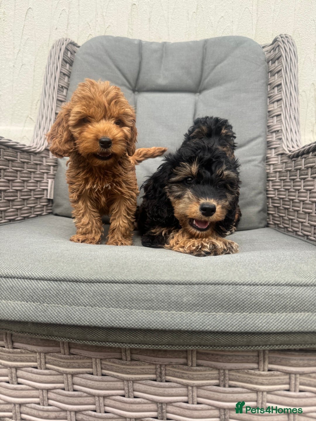 Cockapoo dogs for sale: F1 pra clear Cockapoos (council licensed breeder) - Image 16