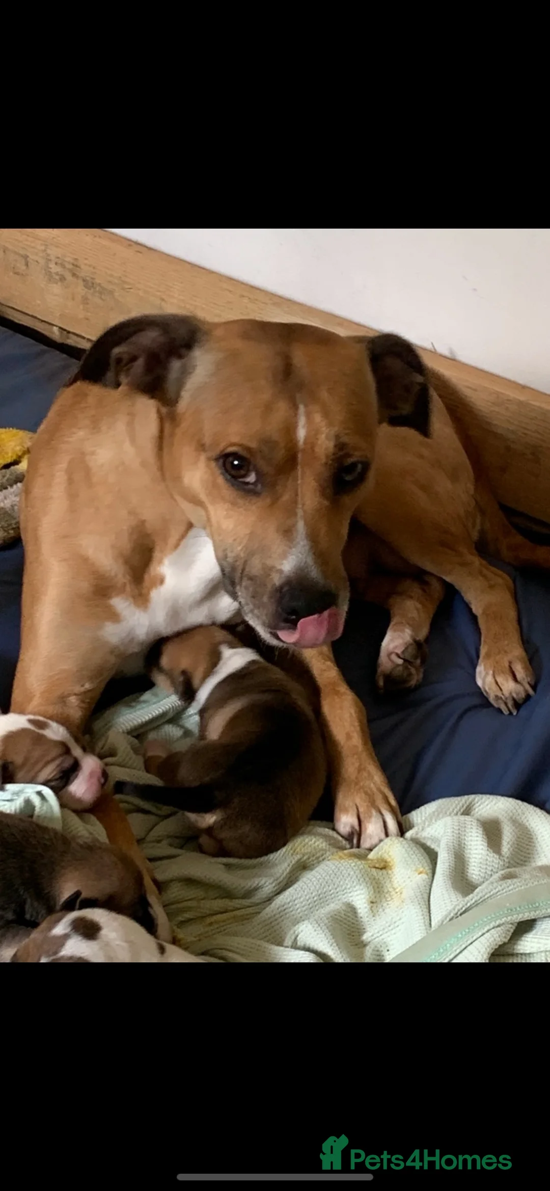 Staffordshire Bull Terrier dogs for sale: Staffordshire bull terrier  - Advert 1