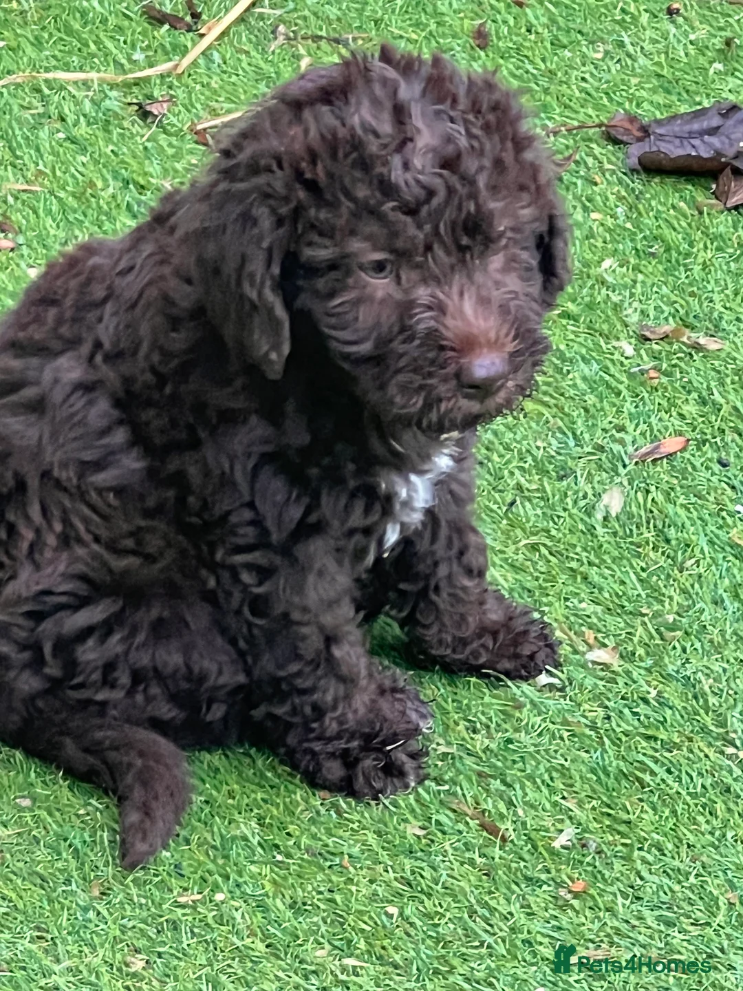 Bedlington Terrier dogs for sale: Bedlington terrier puppies ☺️ - Advert 5