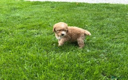 Cockapoo dogs for sale: Stunning F1b pups now available. - Image 7