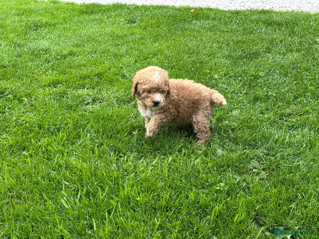 Cockapoo dogs for sale: Stunning F1b pups now available. - Image 7