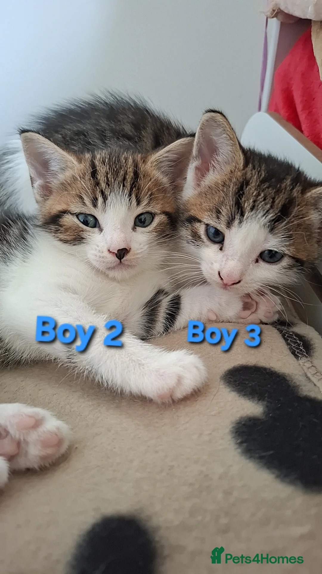 Mixed Breed cats for sale: 5 Lovely kittens looking for a home!! - Advert 1