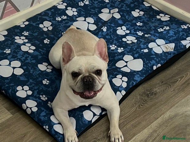 French Bulldog dogs - Advert 1