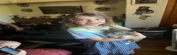 Shetland Sheepdog dogs for sale: Tow stunning little girls  - Advert 6