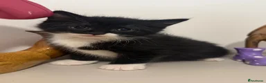 Gizmo 
