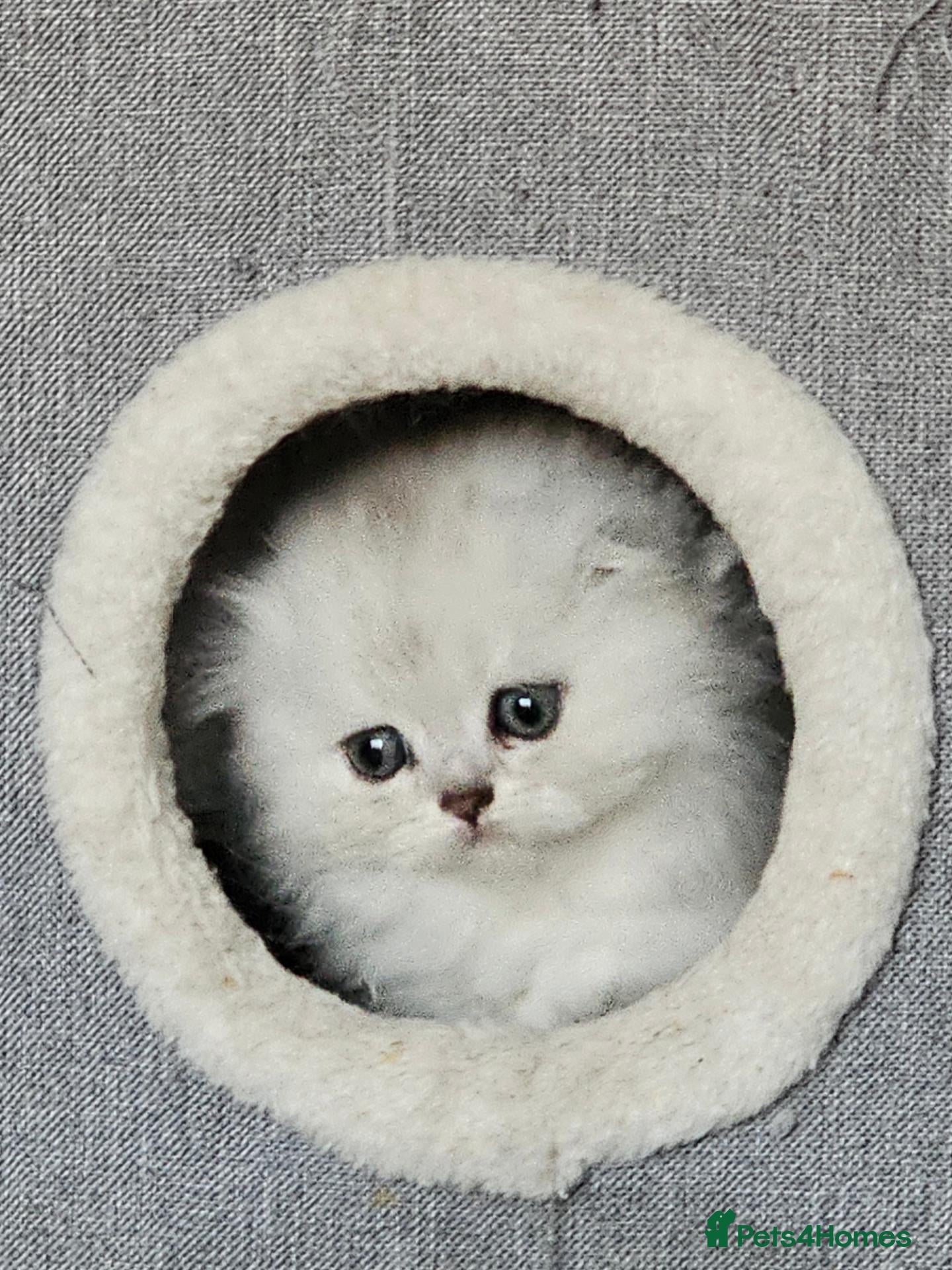 Scottish Fold cats Beautiful scottish fold babies  - Advert 2