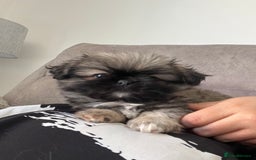 Mixed Breed dogs for sale: Pekingese / Pomeranian puppies for sale - REDUCED  in Leicester - Image 4