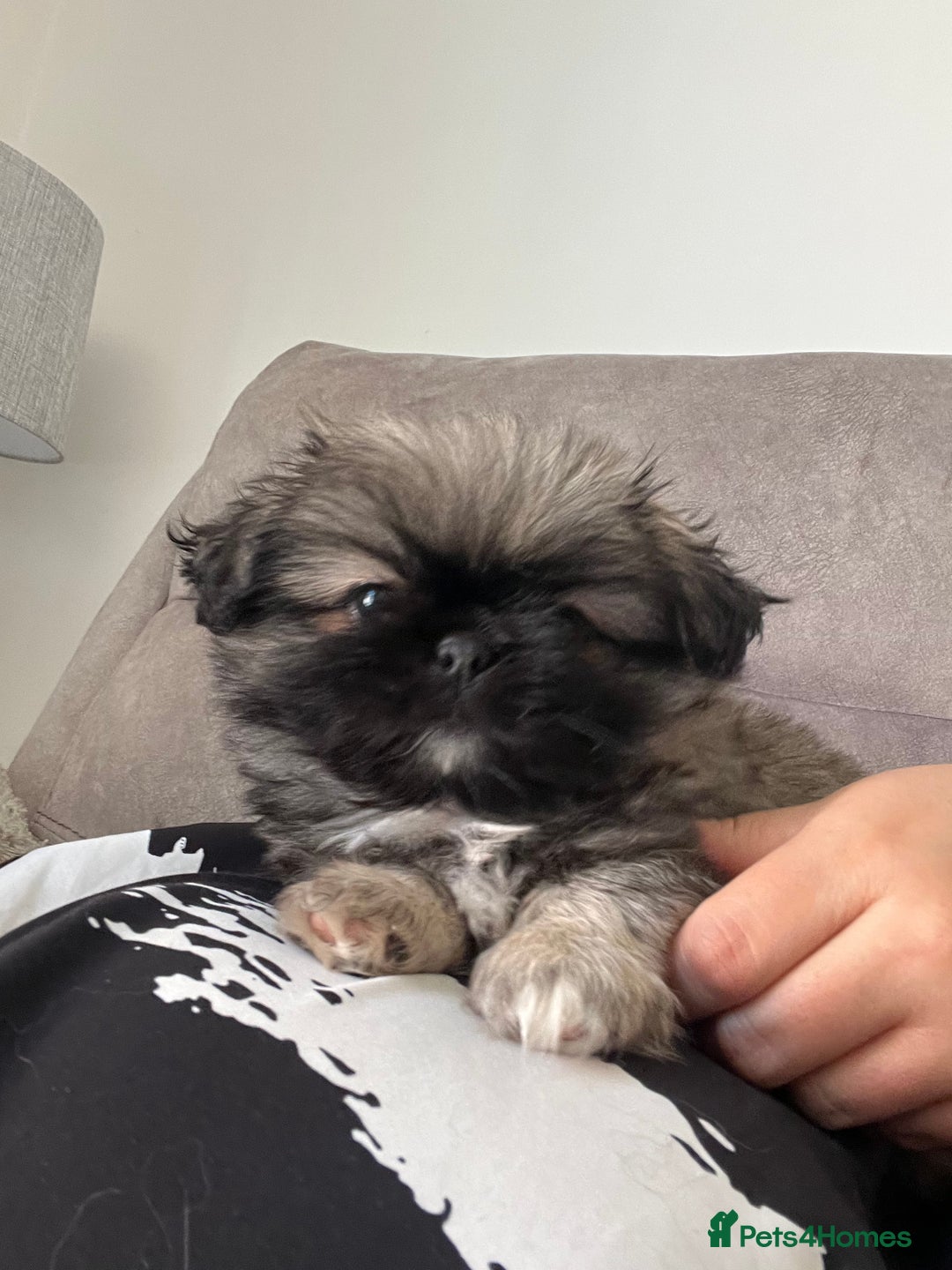 Mixed Breed dogs for sale: Pekingese / Pomeranian puppies for sale - REDUCED  in Leicester - Image 4