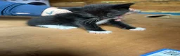 Mixed Breed cats for sale: Mixed breed kittens  - Advert 2
