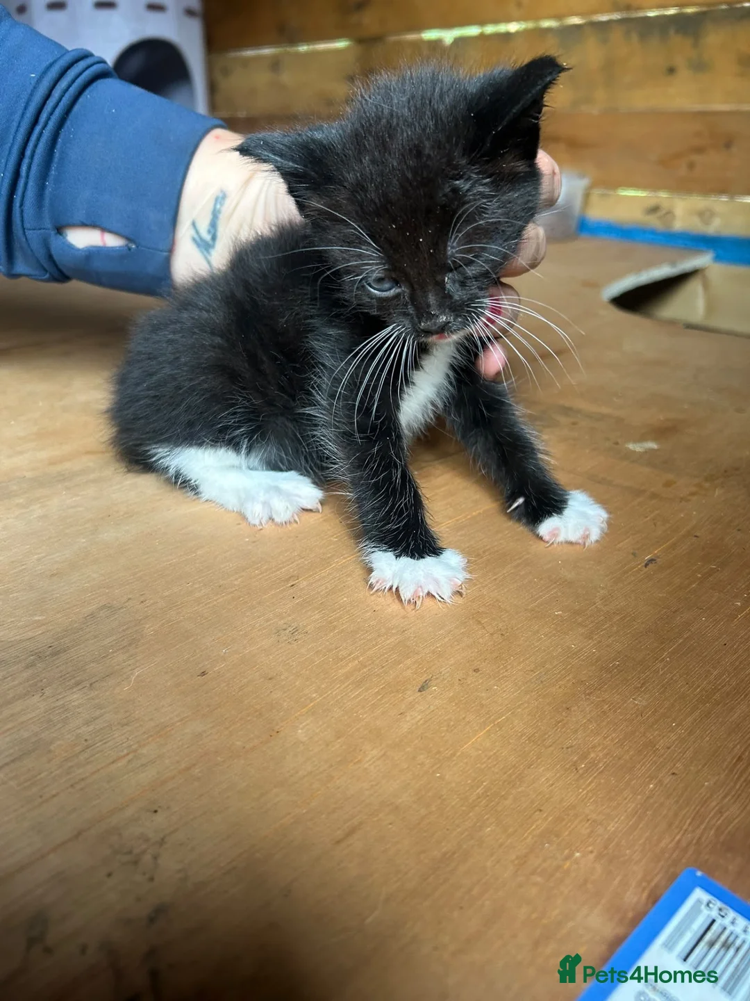 Mixed Breed cats for sale: Mixed breed kittens  - Advert 2