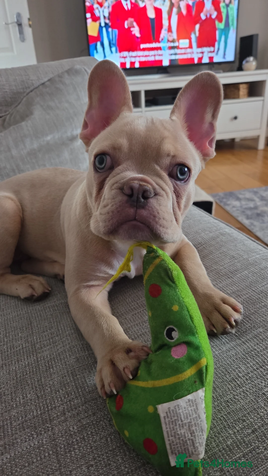French Bulldog dogs for sale: Male cream frenchbull dog  - Advert 9
